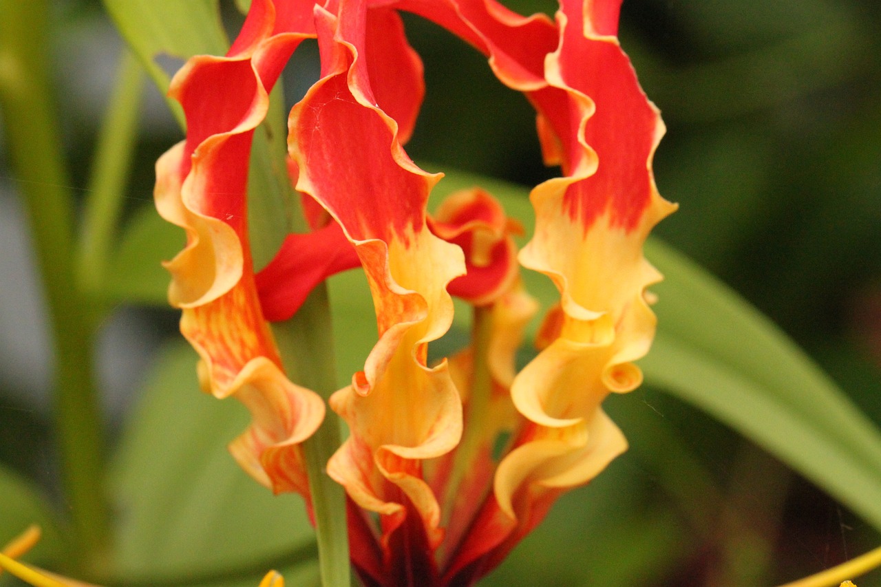 楚雅静最新花醉满堂，绽放的艺术与生活融合之美