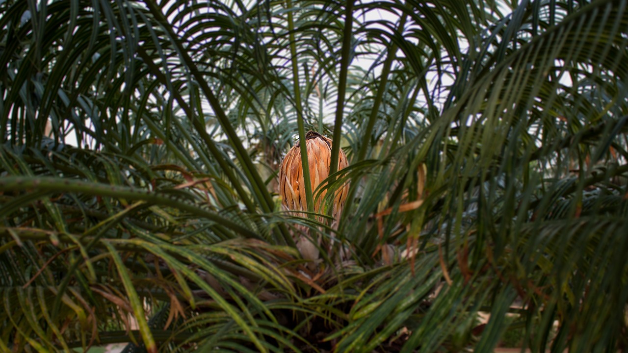 武隆新鲜资讯，自然美景探索与最新发展动态