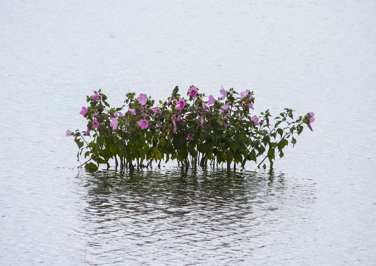 吴江花港最新规划,重塑生态与文化融合之地