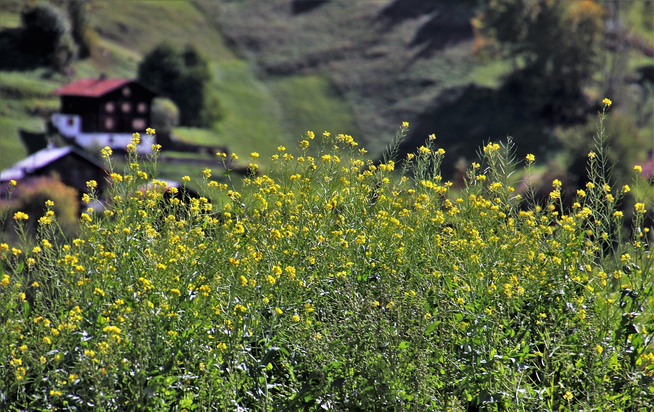 美朝关系最新动态，微妙变化与前景展望