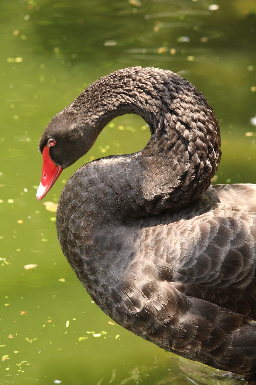 揭秘黑天鹅行情，定义与解析