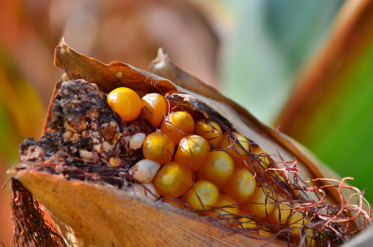 五叶神新动态，引领健康产业新篇章发展之路