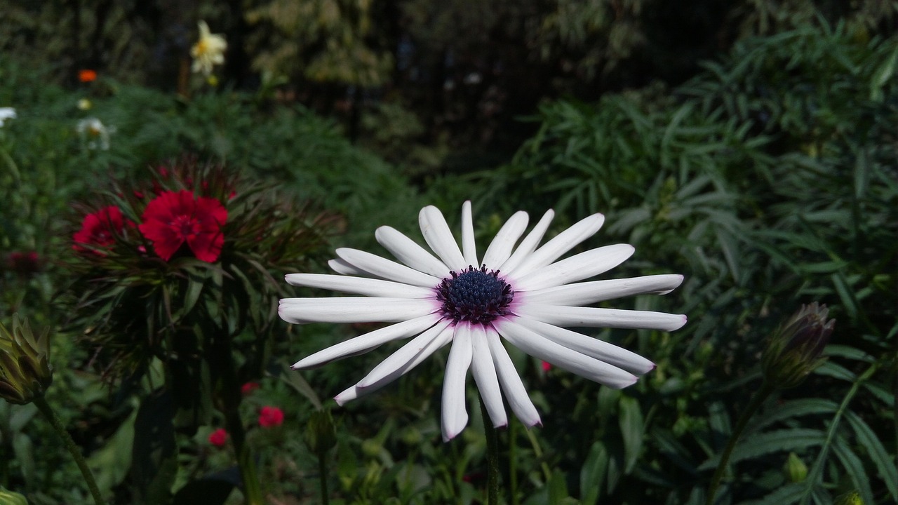 探索螳螂动漫图片的魅力,精美瞬间一网打尽