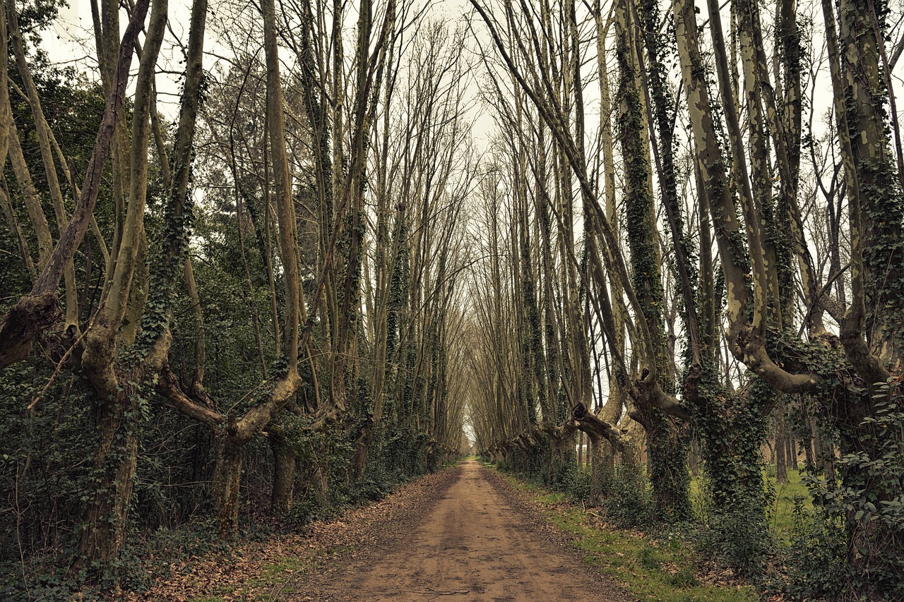 最新木材价格及动态分析概览