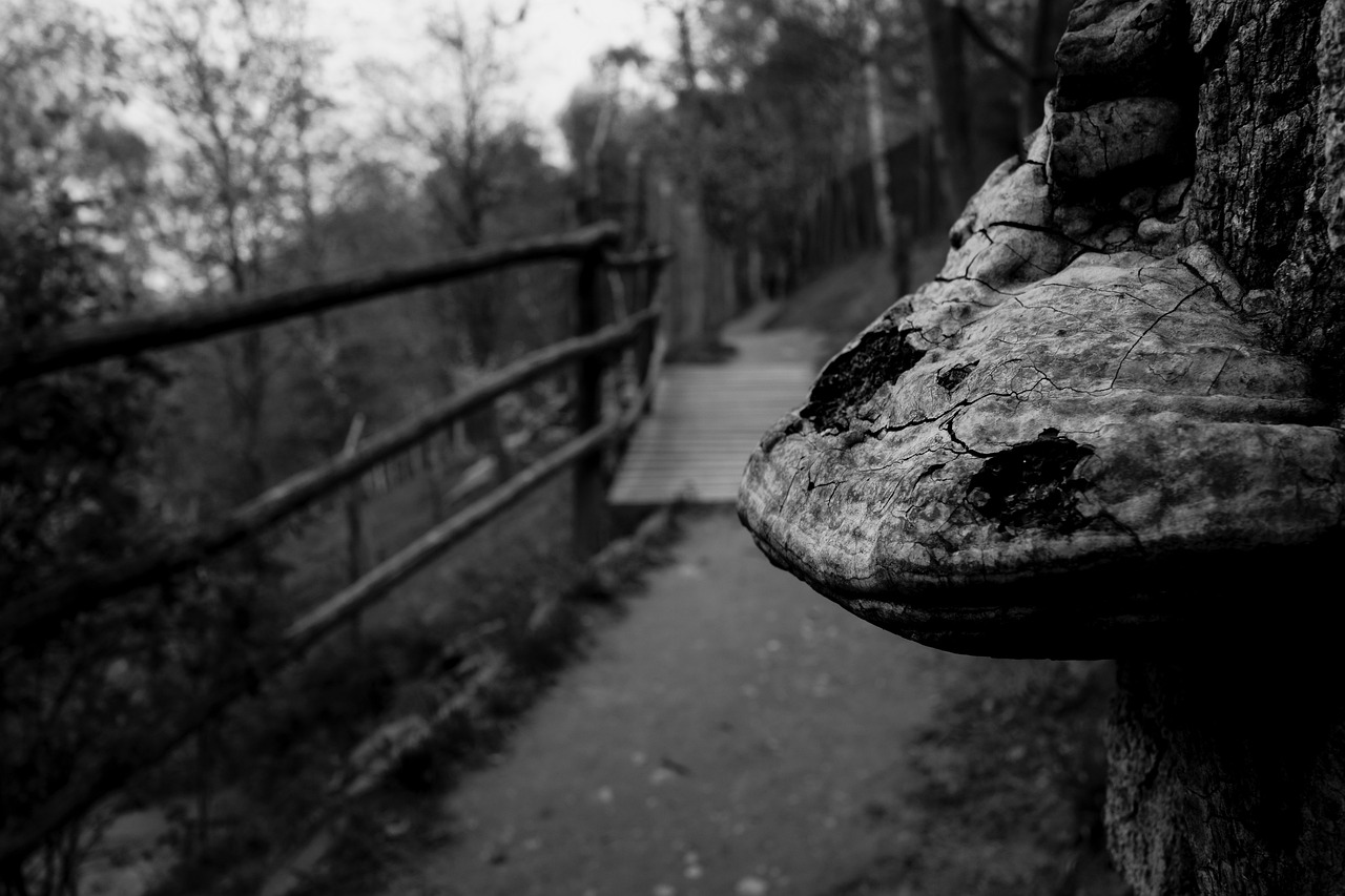 北戴河保利海公园最新房价走势与动态分析