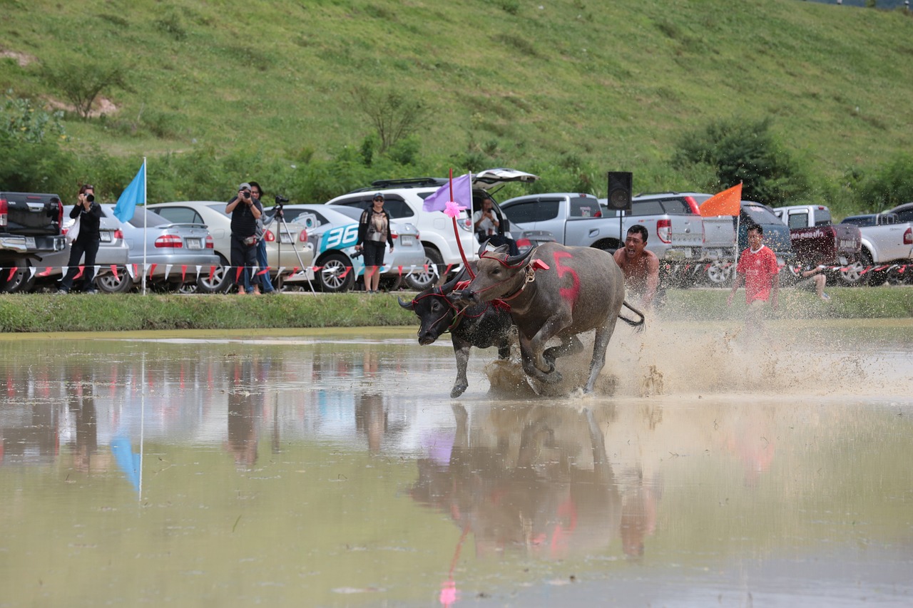 龙武比赛，传统与现代的完美交融之战