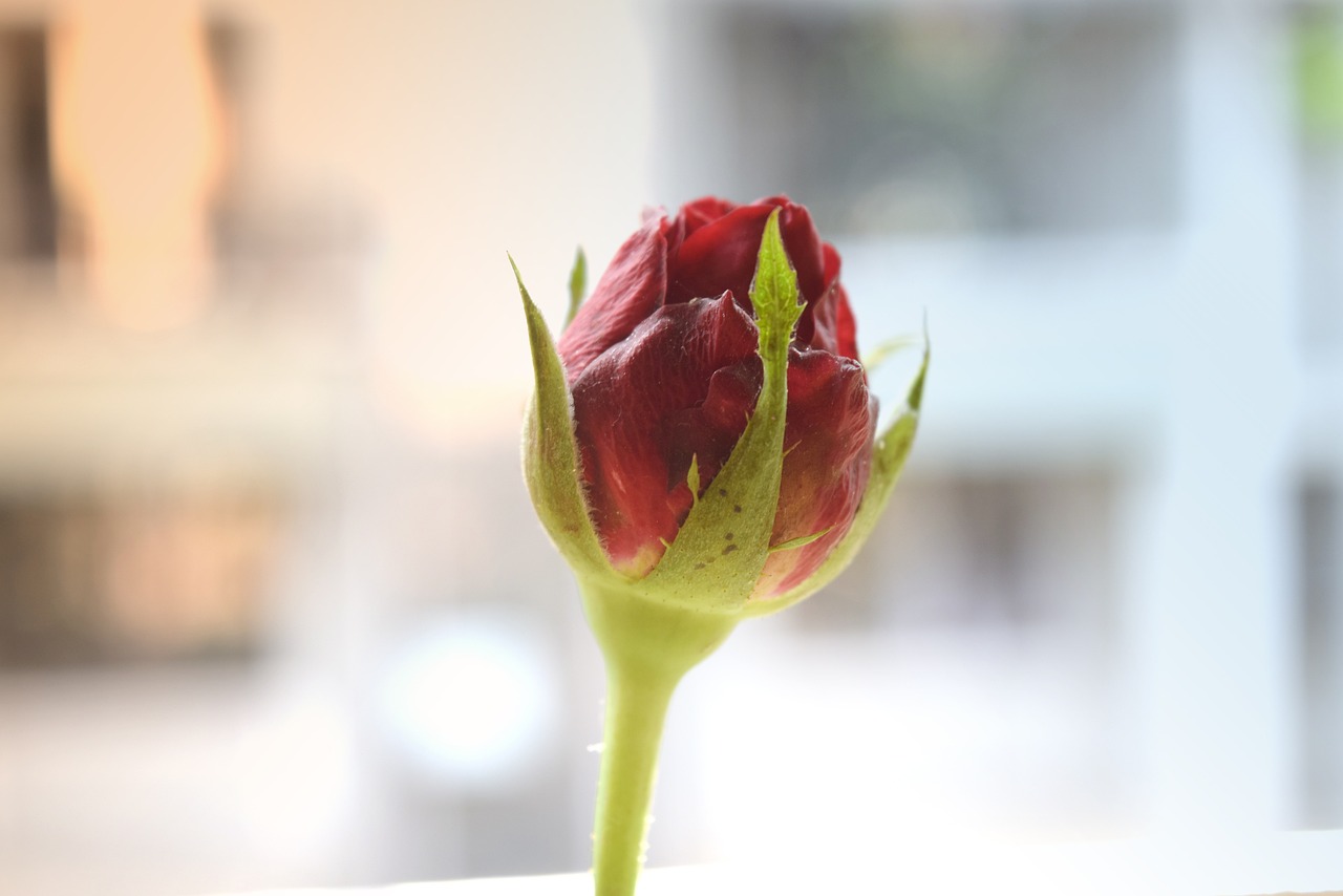 脑控受害者最新动态，揭示现实困境与解决之道探索