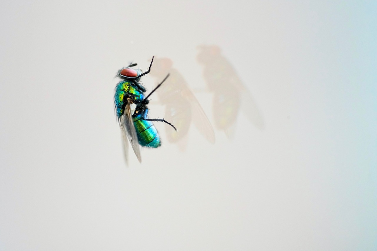 伯乐先生 第23页