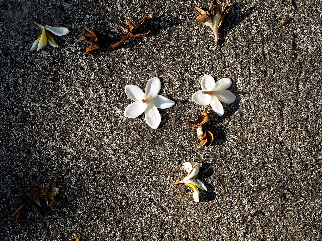 余庆二手房最新消息全面解析与更新动态