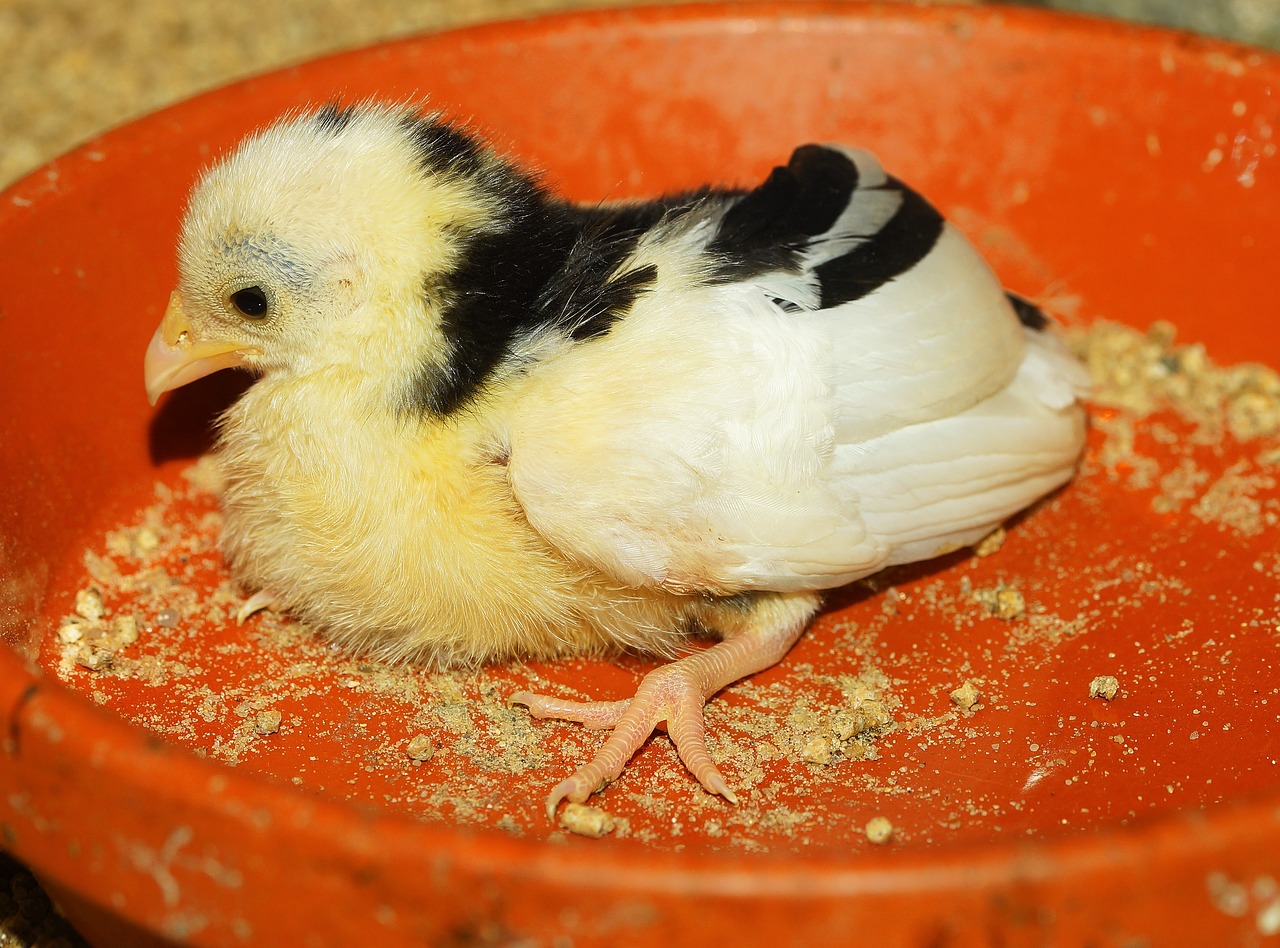 小黄鸡新版本,全新体验与独特魅力揭秘