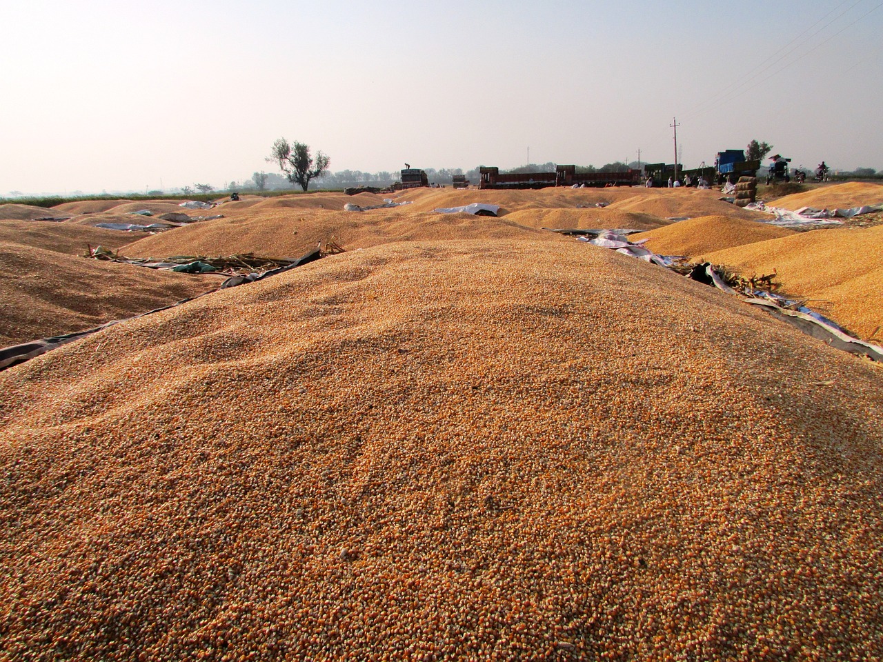 三门峡玉米价格动态及分析概览