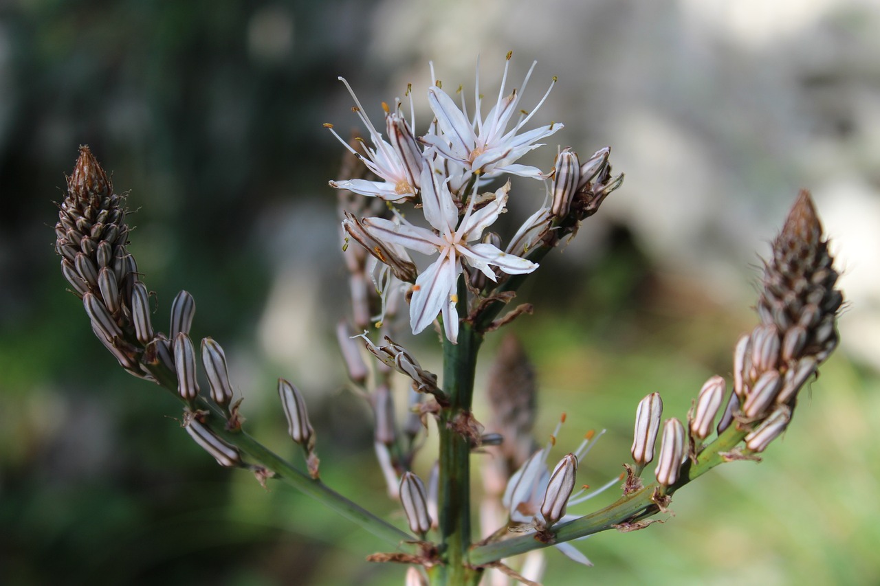 全球疫情最新动态，挑战与应对策略综述