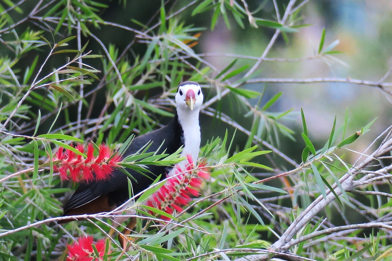 鸽子动漫图片的魅力与深远影响
