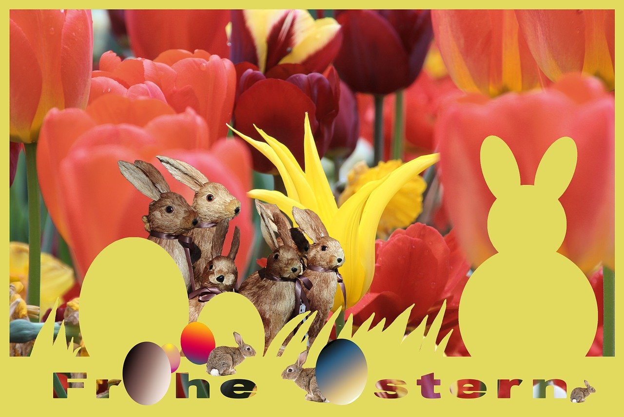 探索兔子世界的最新奇妙与魅力，最新兔趣揭秘