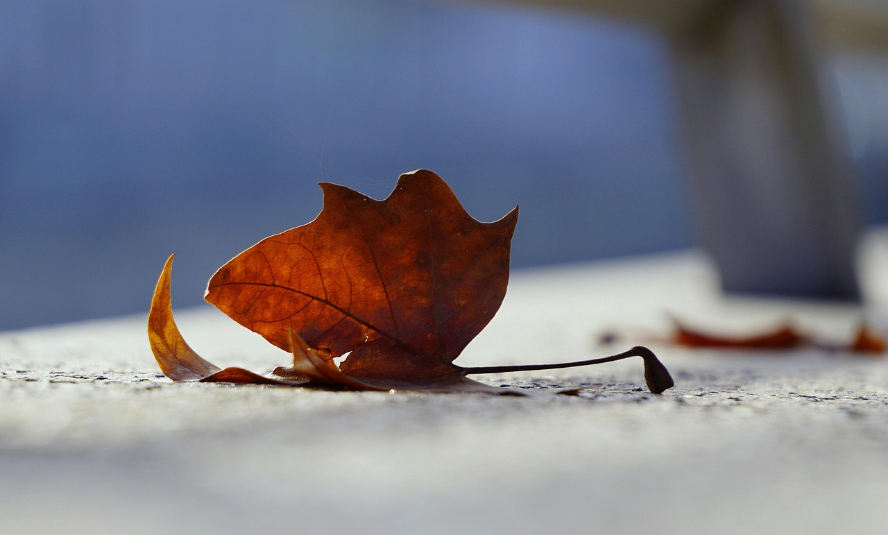 朱婷赛场再闪耀，最新比赛动态与璀璨表现回顾