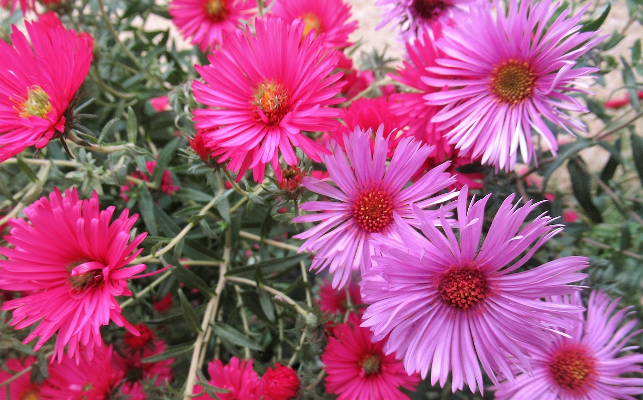 东魁杨梅上市,时间的馈赠与味蕾的盛宴