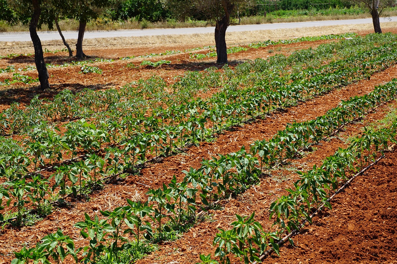 最新农业政策及其对农业发展的深远影响