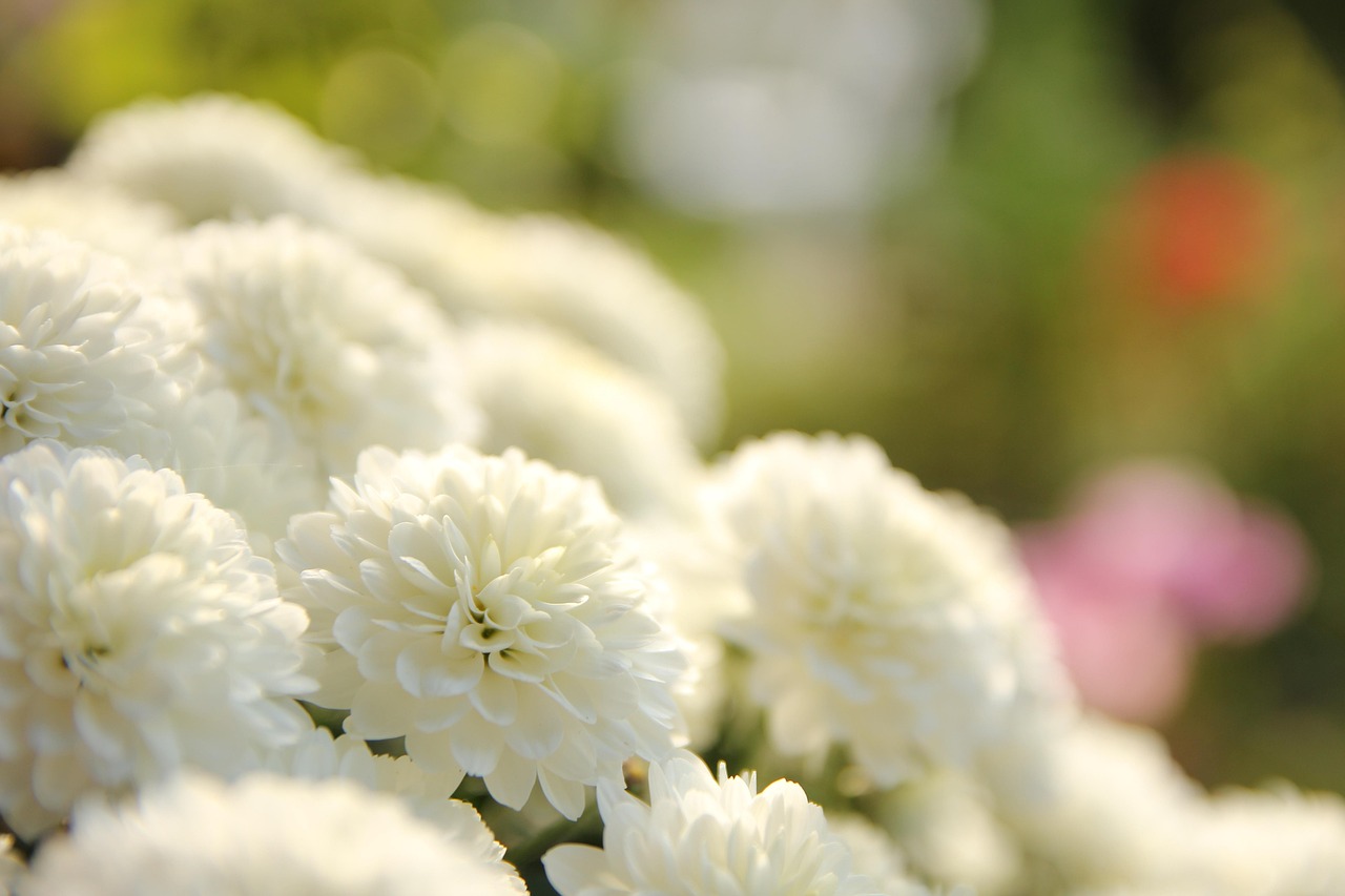 初夏花开待续,绽放的美丽与期待