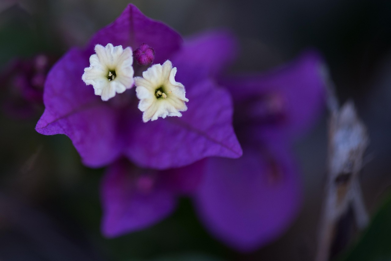 初夏花开待续，绽放的美丽与期待