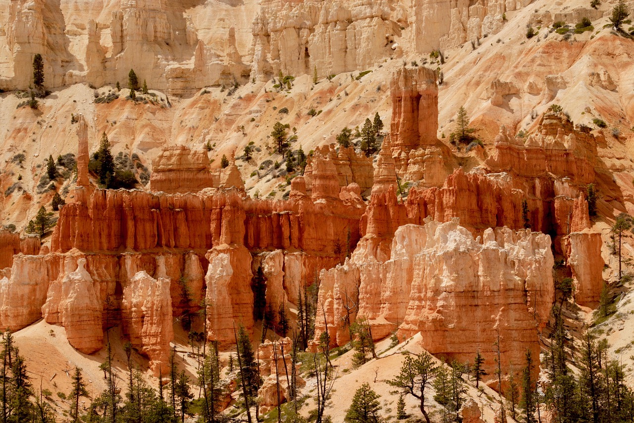 今日生羊价格行情及深度分析，最新市场动态揭秘！