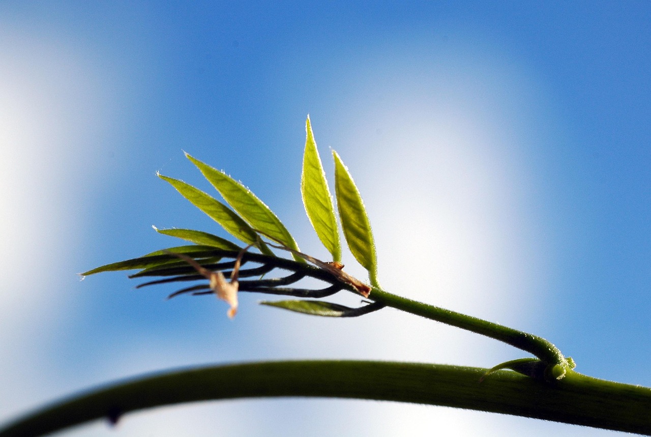 树叶画新品推荐，自然与艺术融合的无限创意探索