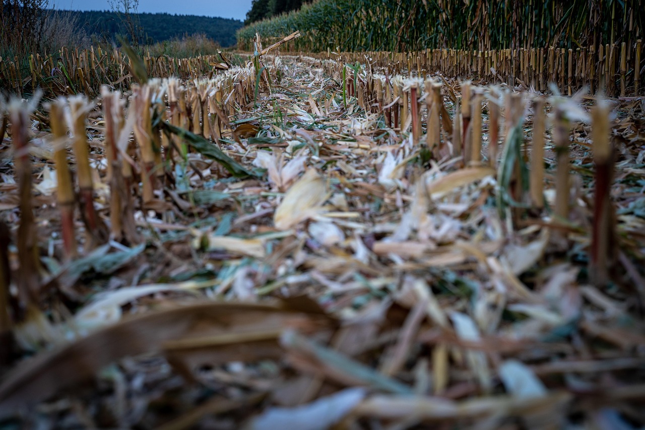 河南豆柏与豆粕最新行情分析