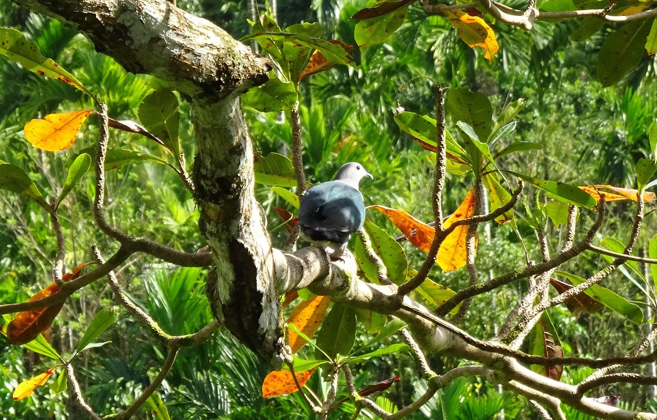 开罗游戏最新动态，创新引领游戏行业新潮流