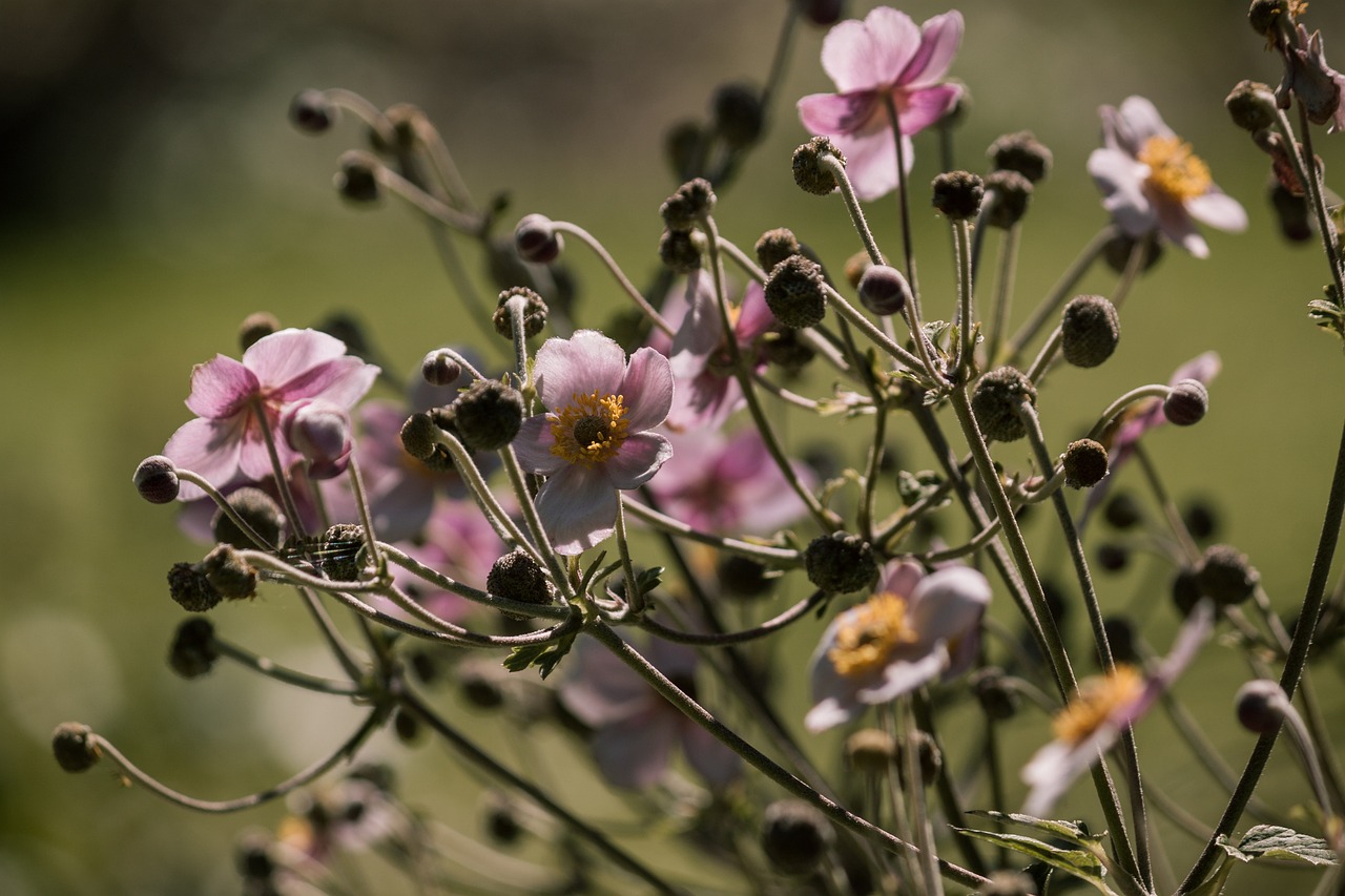 美国疫情最新动态，挑战演变与应对策略的进展