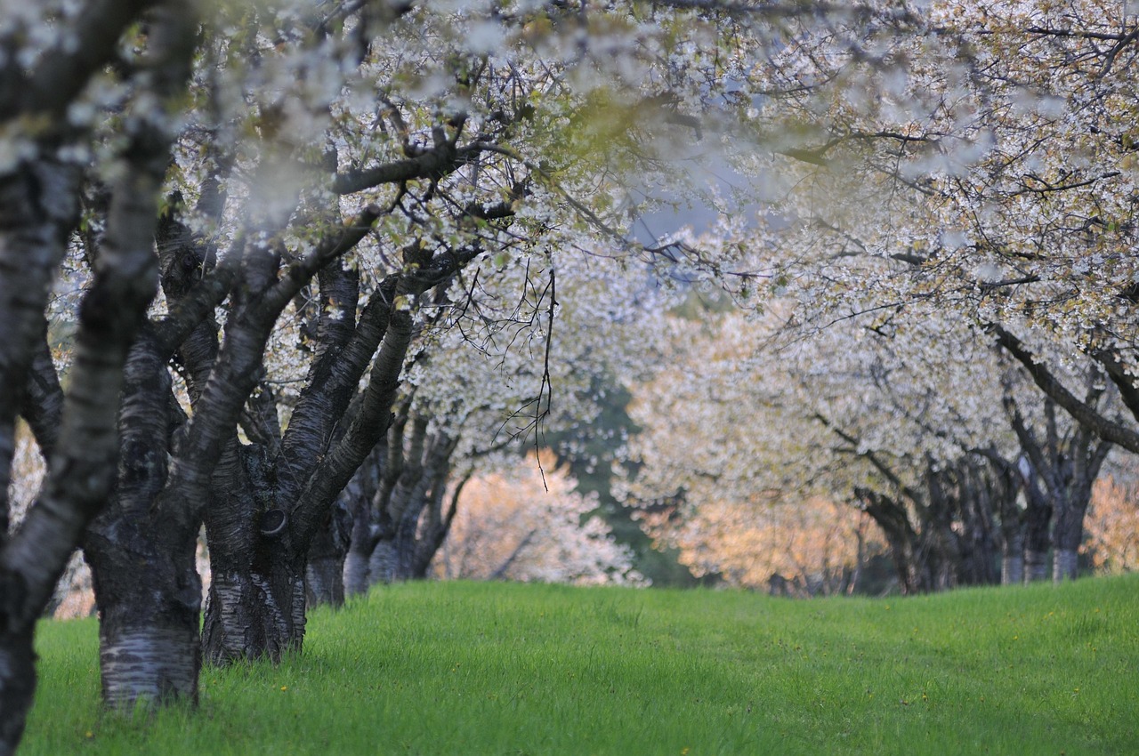 电影红楼春上春,梦幻世界与人生百态的展现