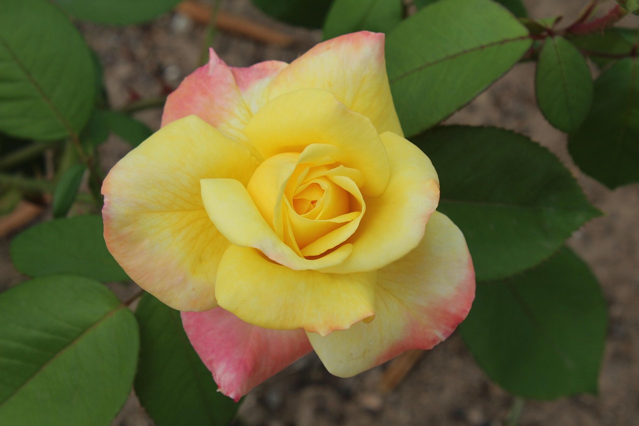 惠州德威花园城最新消息全面解析与动态更新