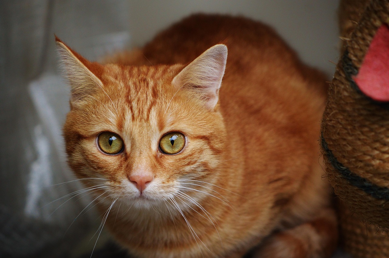 全球猪瘟最新动态，影响与应对策略更新报道