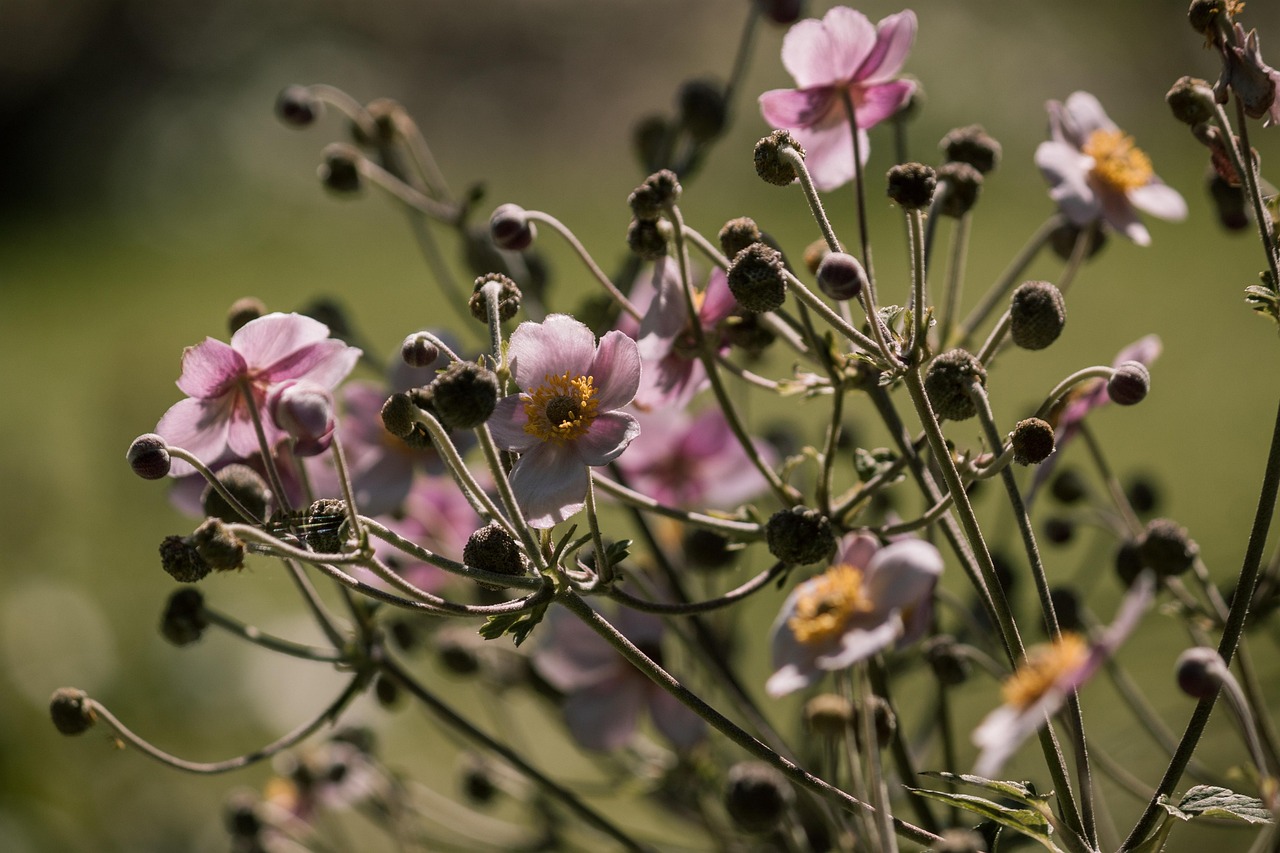 阳朔洪水最新动态，自然与人类的共同应对挑战