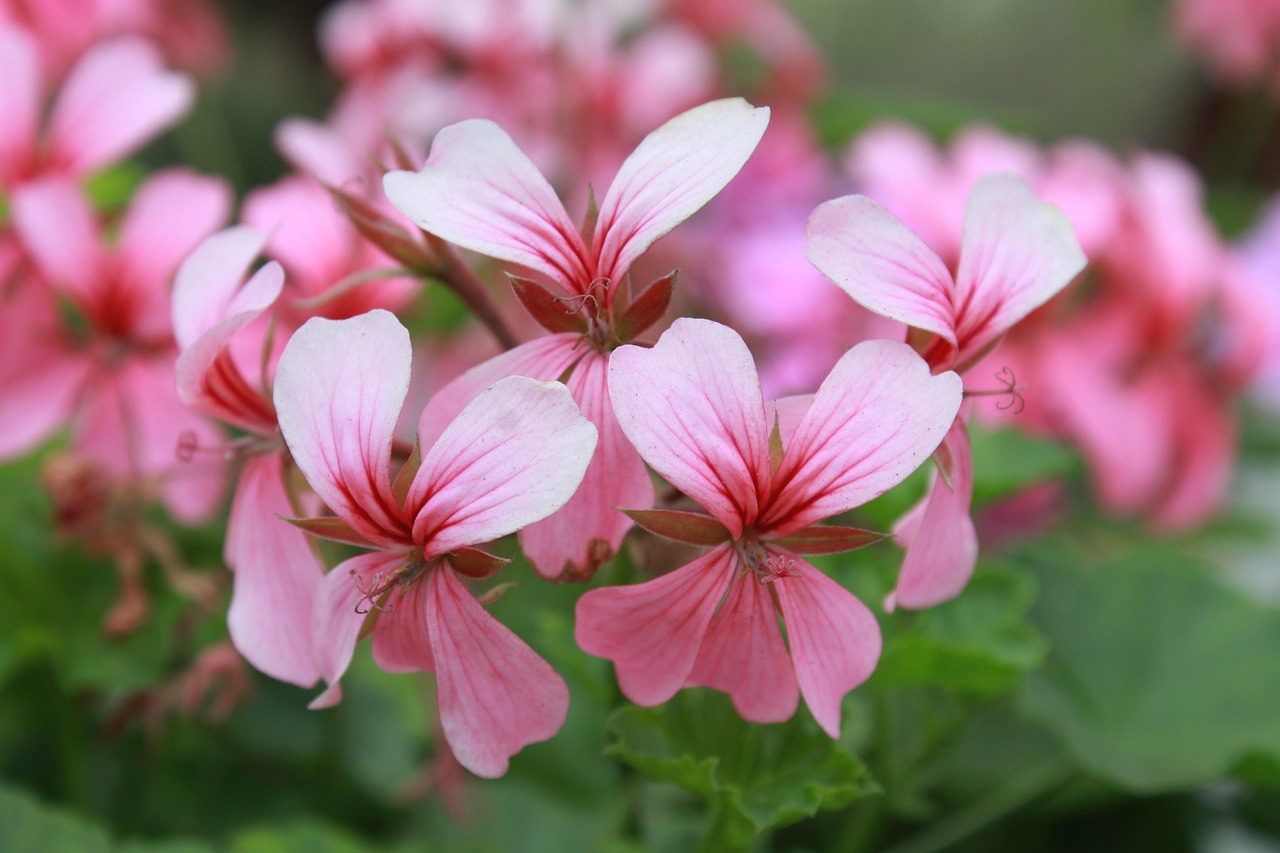 星光和园最新资讯概览,掌握最新动态与资讯信息