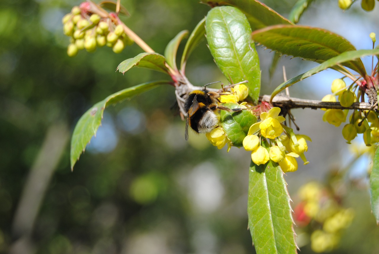 星光和园最新资讯概览，掌握最新动态与资讯信息