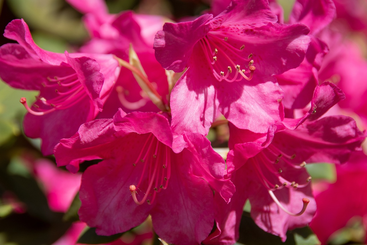 肇庆新区蓬勃发展，最新动态揭示新引擎进展