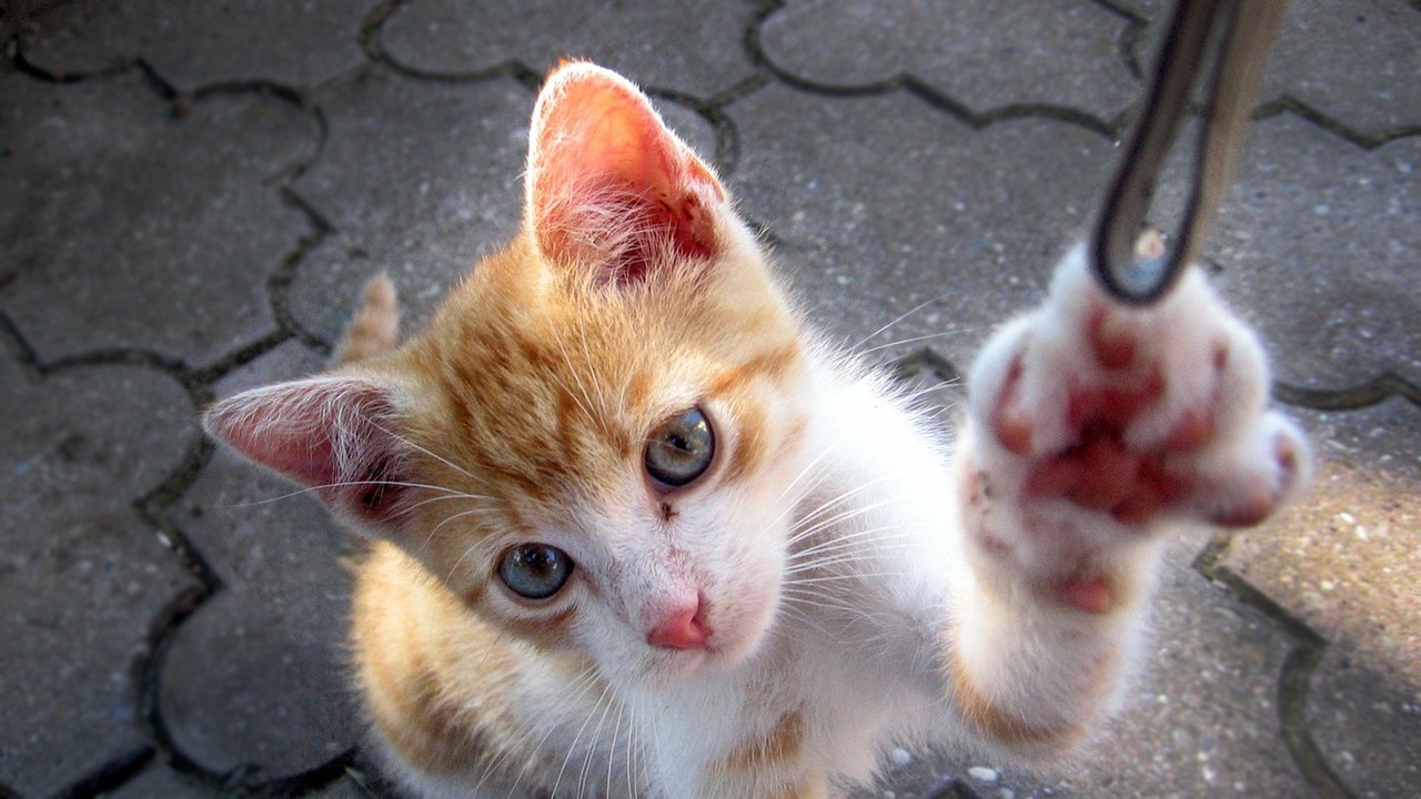 70周年重大纪念币最新动态，开启纪念币新篇章