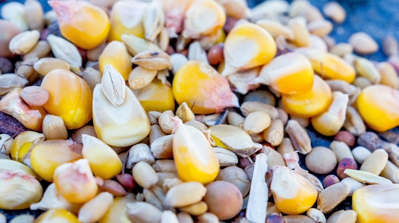 掌握小麦市场动态,助力农业经济发展——小麦行情价格信息网