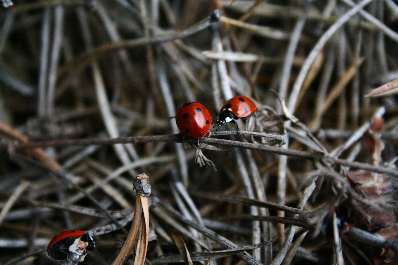 蝗虫电影，灾难中的生存与希望