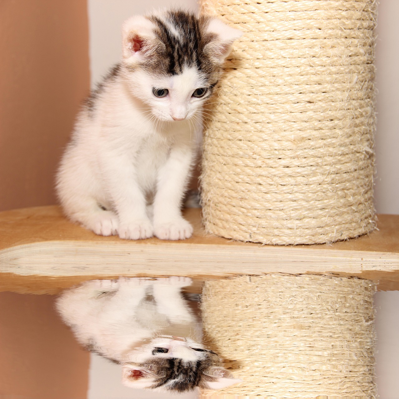 探索猫咪世界,最新动态展现魅力与变化