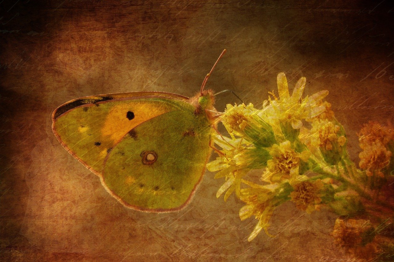 最新青海花儿歌曲大全,高原音乐魅力绽放