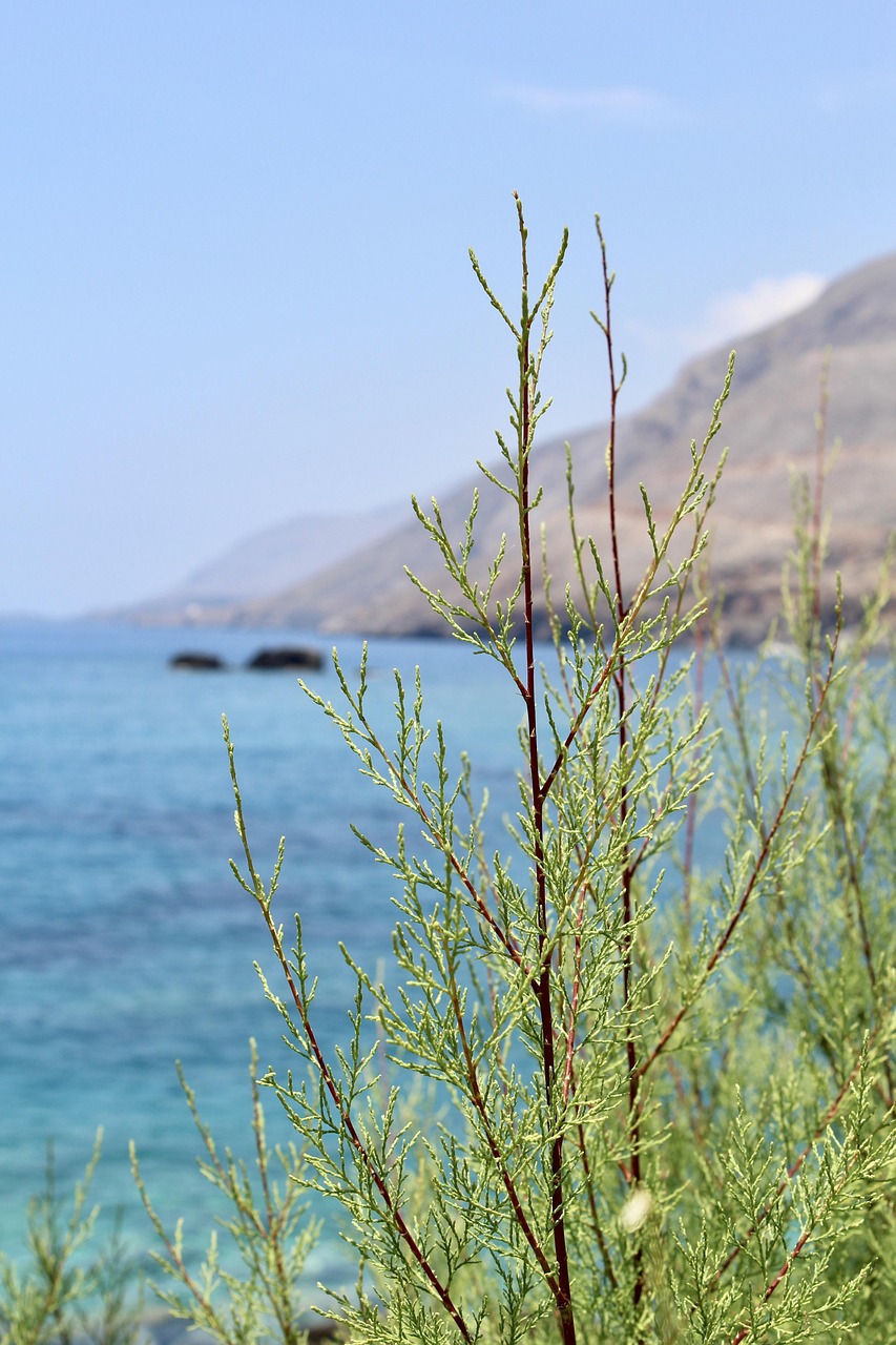 深圳海航城蓬勃发展，海洋产业新动态与未来展望
