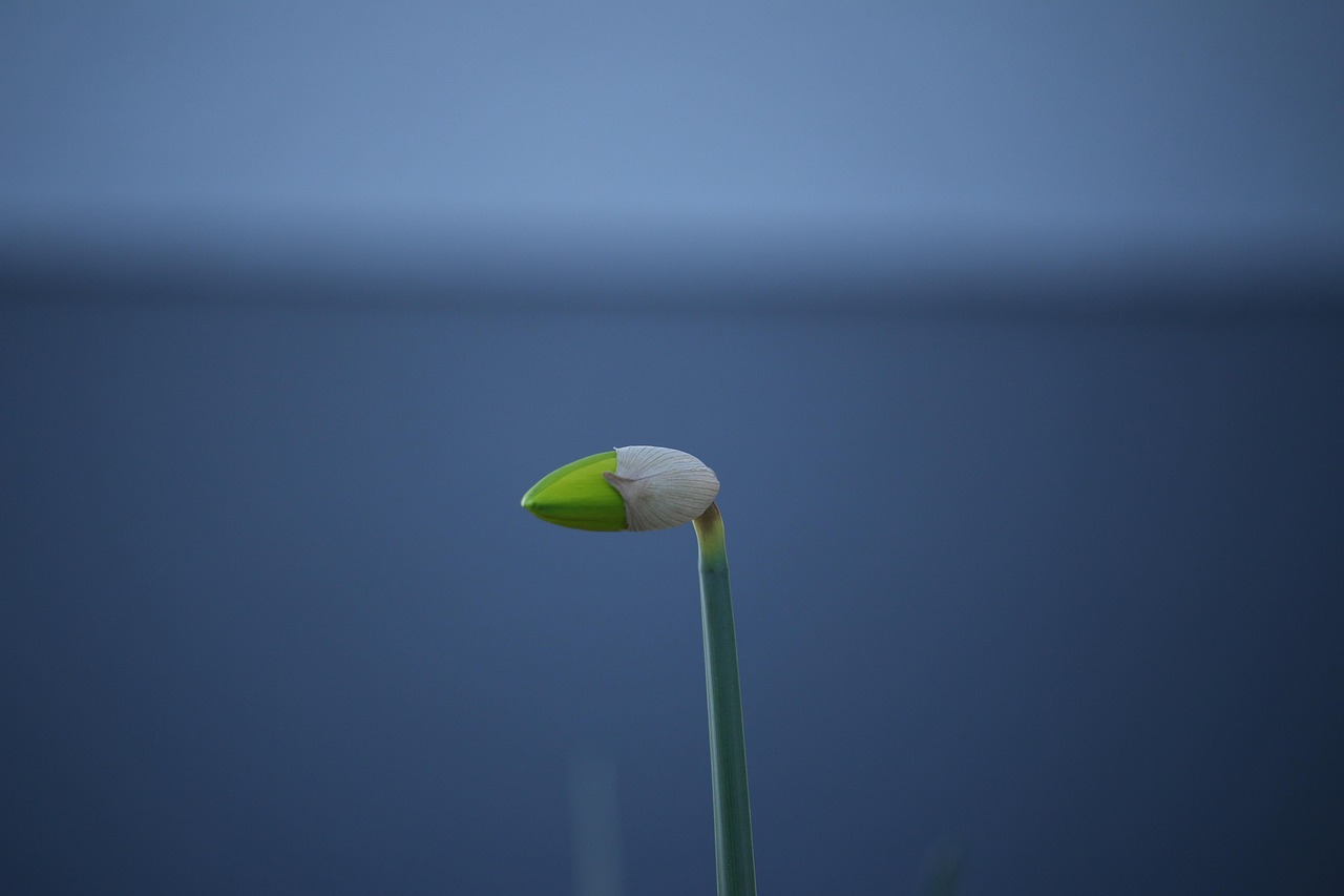 清河花园最新动态揭秘,未来美好蓝图展望