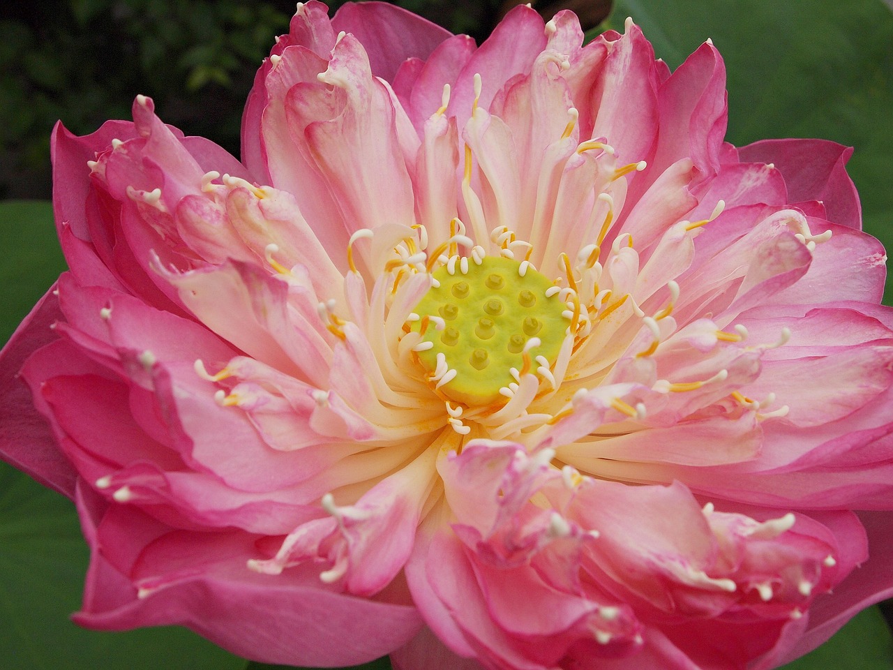 荷花风采比赛的正规性分析，探究比赛的正规性与可信度