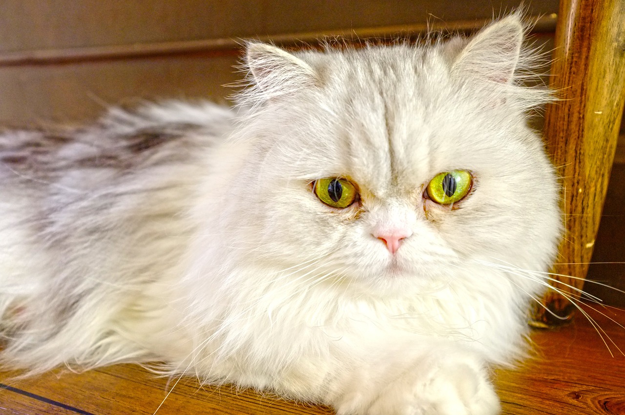 双眼皮手术费用详解，价格因素、考虑因素及割双眼皮价格全解析