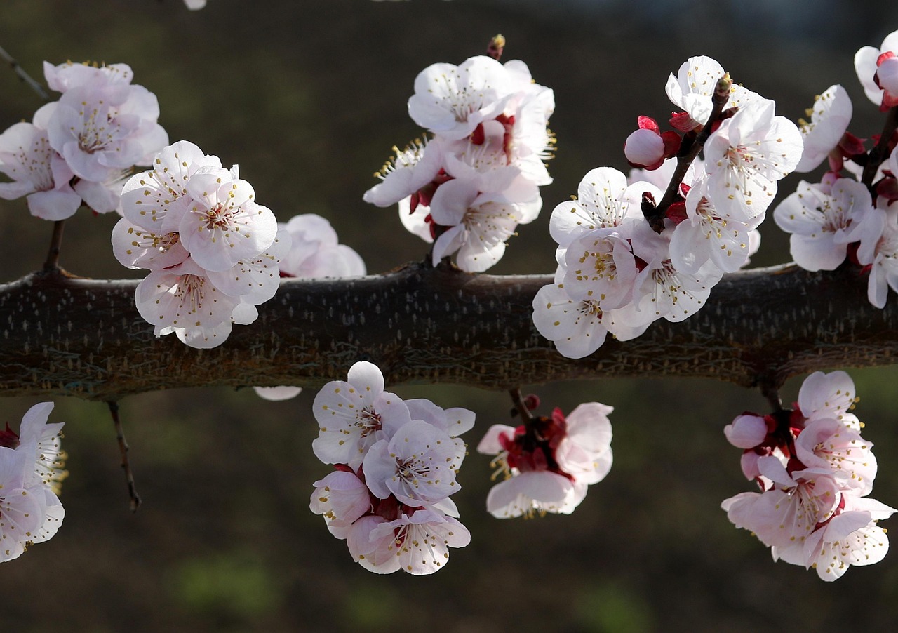 花少新篇，青春绽放与无限可能