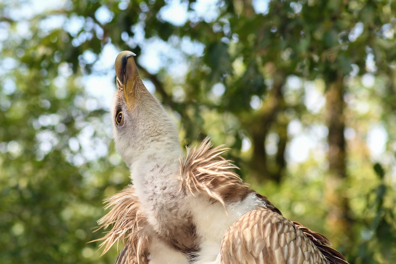 豪猪行情深度分析，市场走势与前景展望