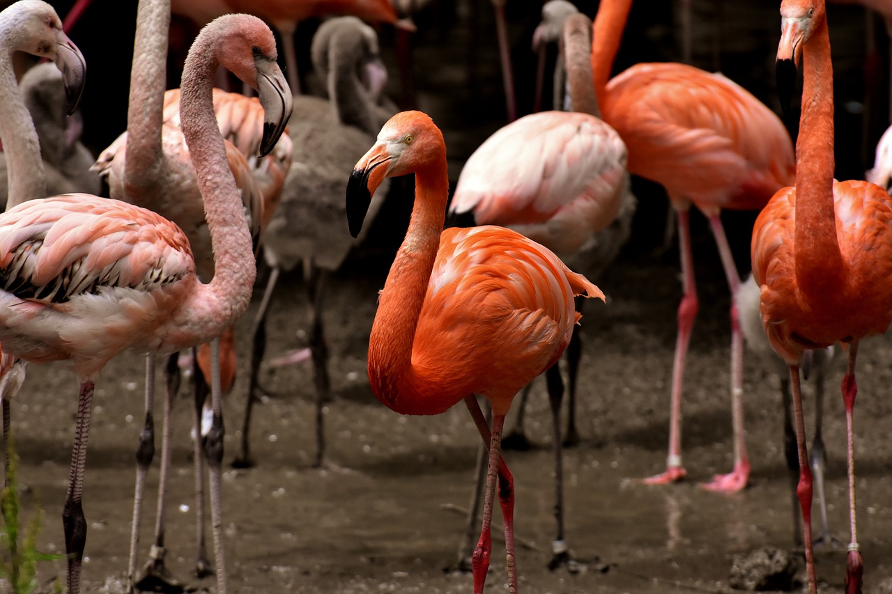 焦粉价格最新动态,市场走势分析与预测