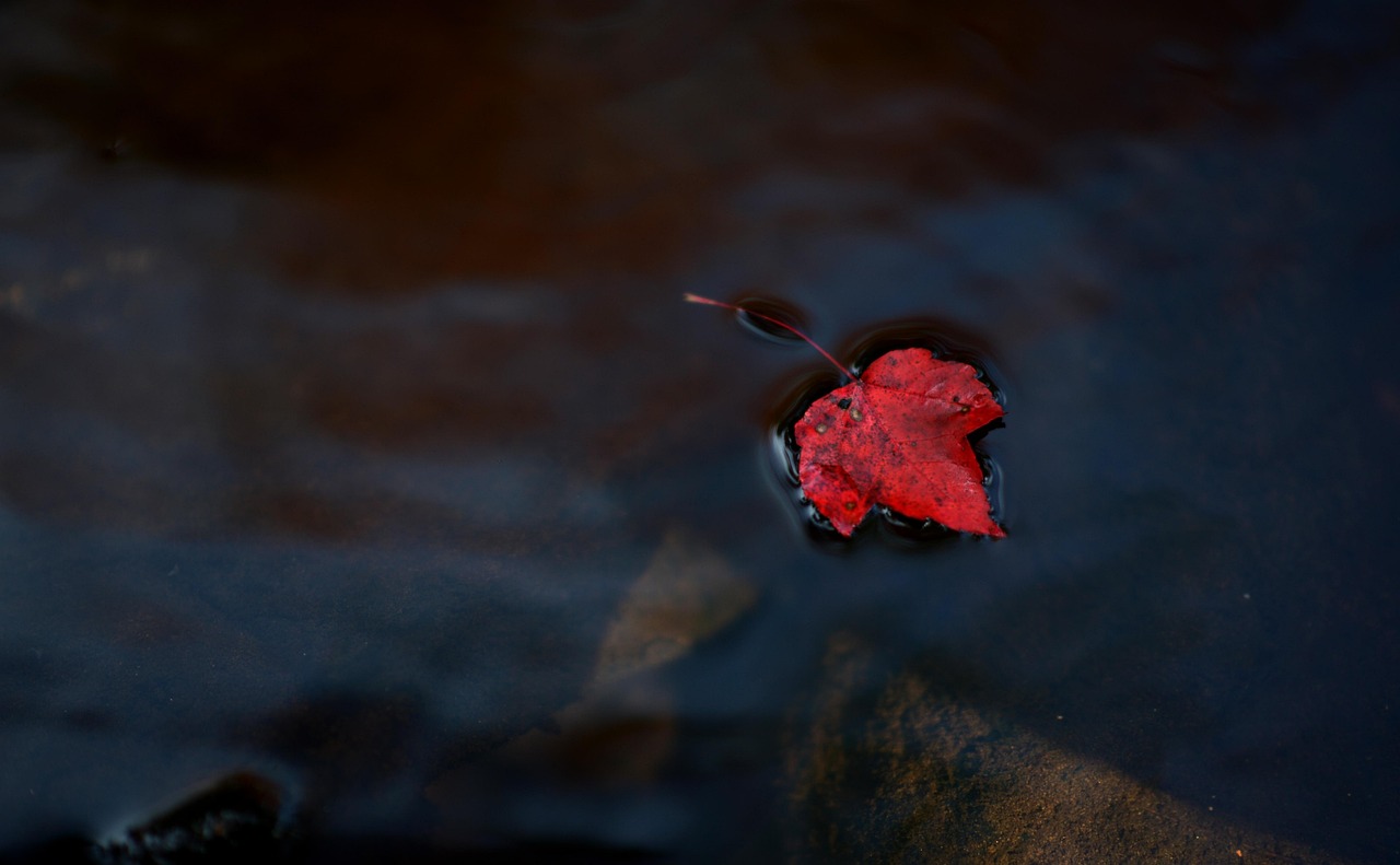 动漫枫，色彩与情感的绚烂交织
