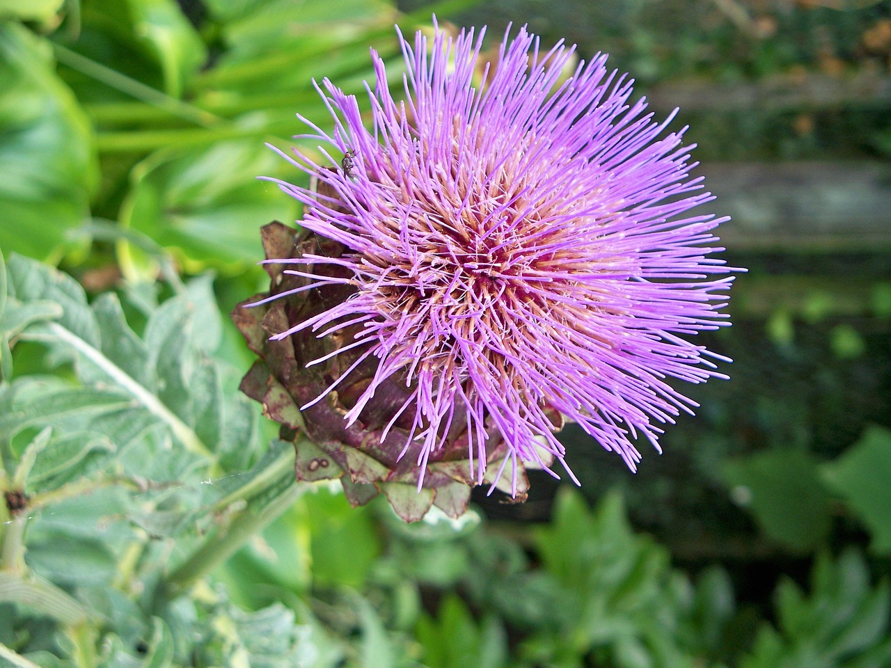 探索绿色世界的魅力与活力，青青草最新在线视频分享