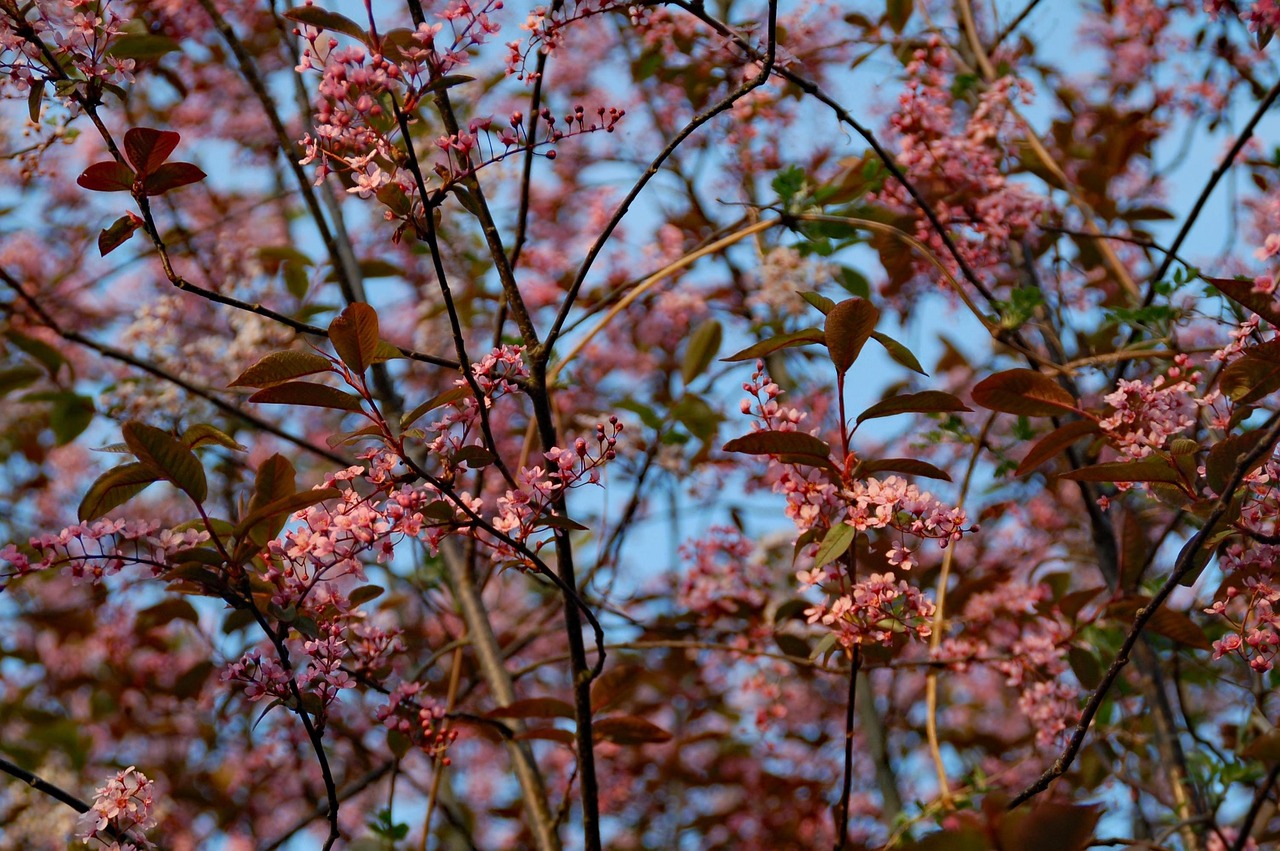 乡村春日新篇章，新生机续写传奇，绽放新篇章